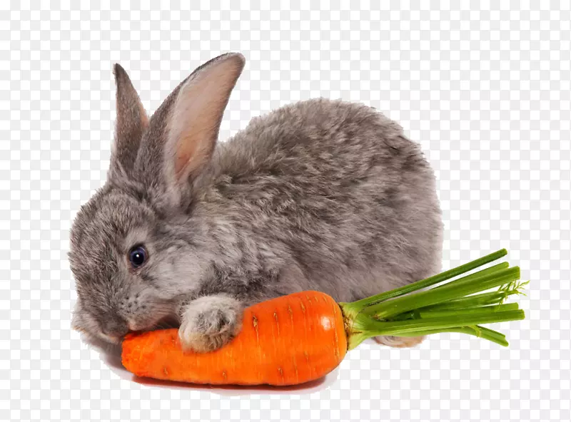 荷兰矮兔胡萝卜食兔贪食兔