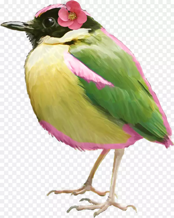 鸟大西洋金丝雀剪贴画-戴花绿色羽毛鸟