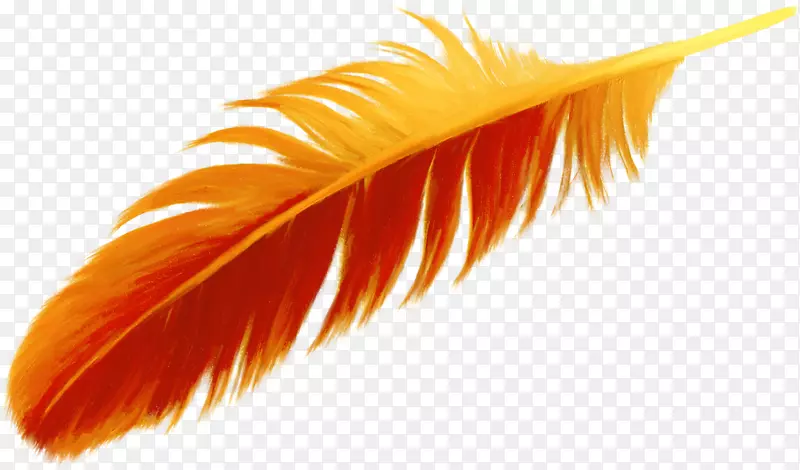 羽毛橙色鸟-美丽的橙色羽毛