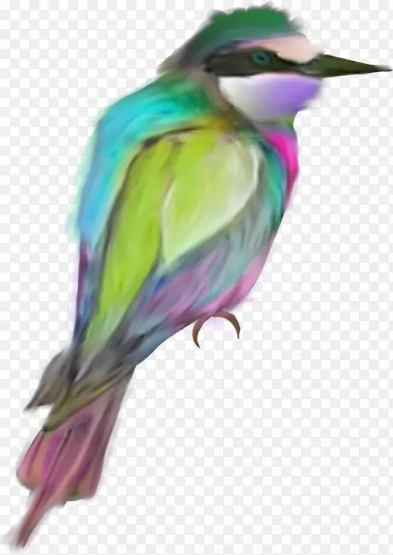 鸟类羽毛绘画.彩色鸟类羽毛