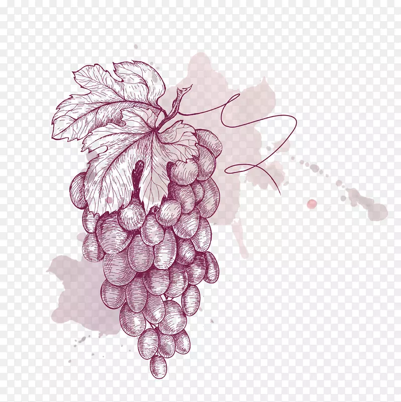 葡萄画图.涂紫色葡萄材料