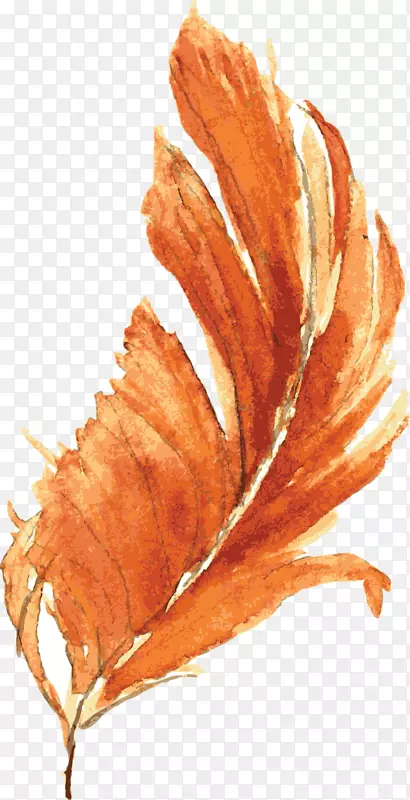 橙色水彩画绘画橙色羽毛