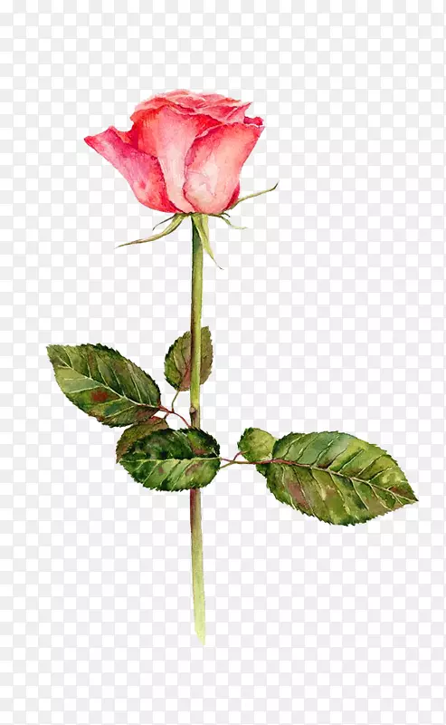 花季水彩画：花卉花园玫瑰水彩画