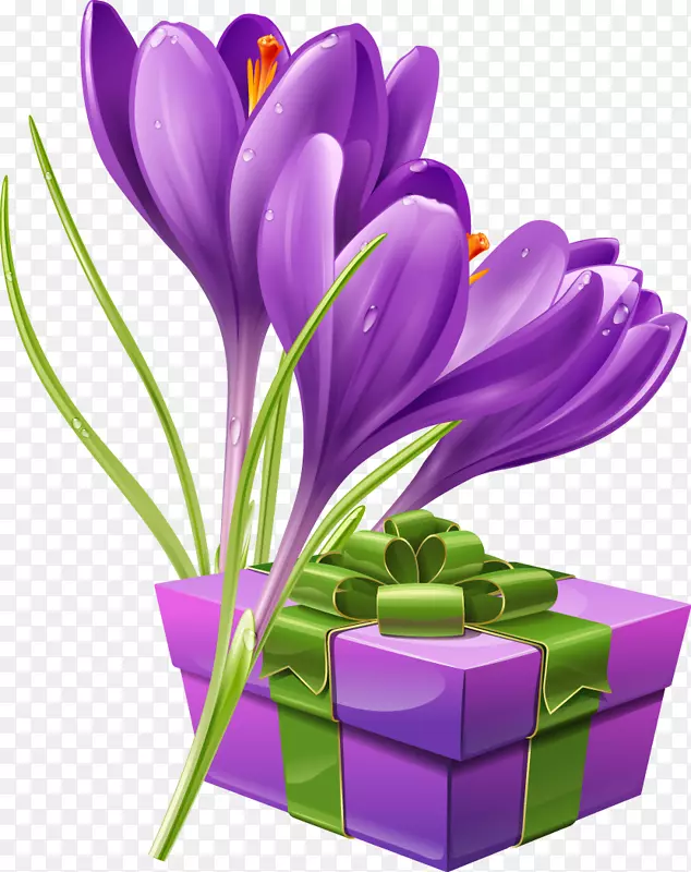花番红花摄影插图-美丽的紫色包花束