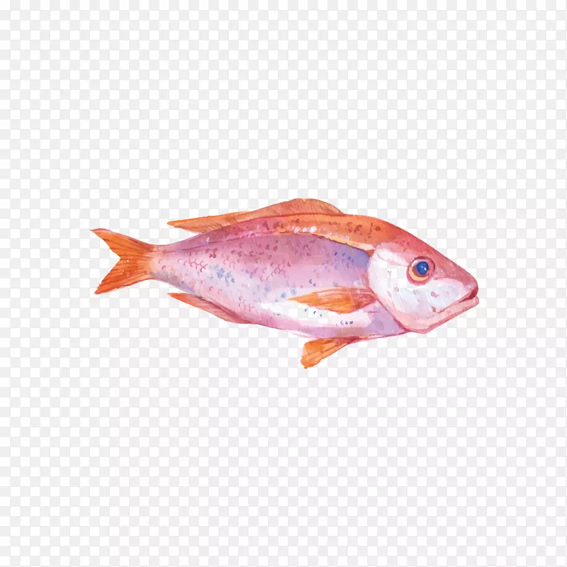 牡蛎水彩画海鲜插图-一条红鱼