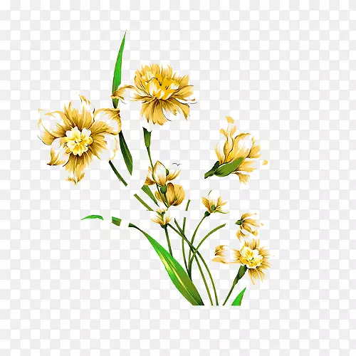 水仙花水彩画.手绘的黄色野花和绿叶
