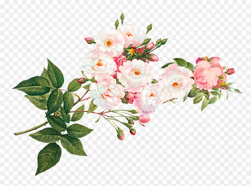 矢车菊-明亮的花朵