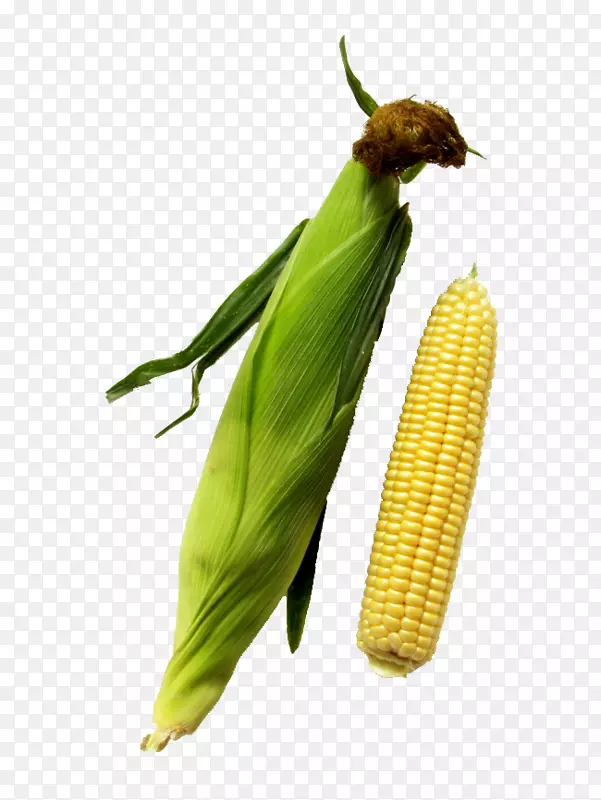玉米粒上的玉米-新采摘的玉米