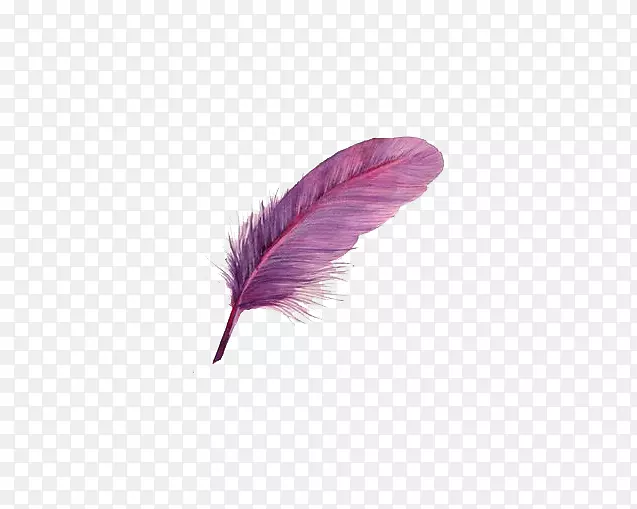 紫鸟羽毛