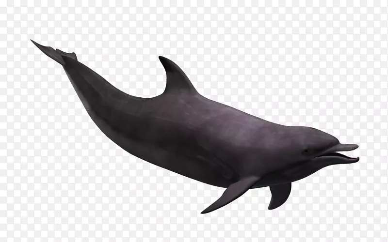 图库溪粗齿海豚普通宽吻海豚白色喙海豚-海洋鱼类卡通形象