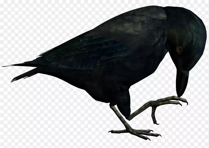 新喀里多尼亚乌鸦美洲乌鸦鸟