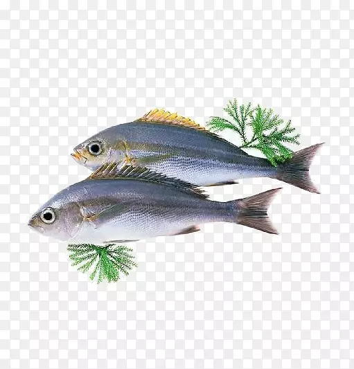 澳大利亚膳食补充剂二十二碳六烯酸海藻油-两种蓝鱼PNG