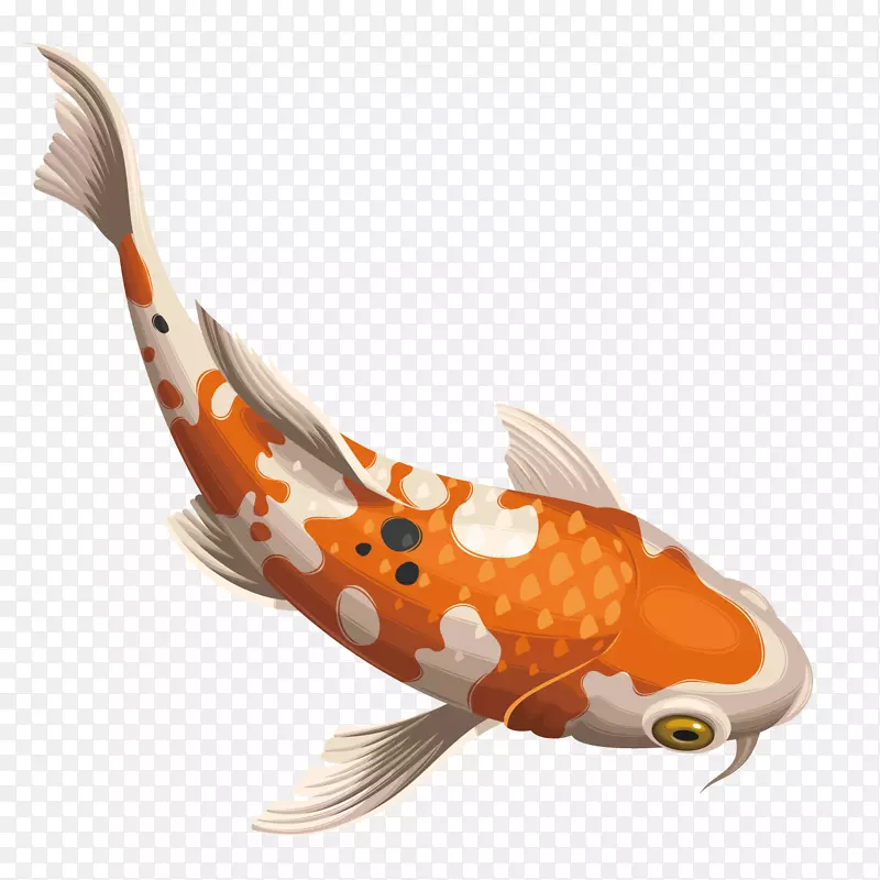 锦鲤鲫鱼-美丽的斑点鱼