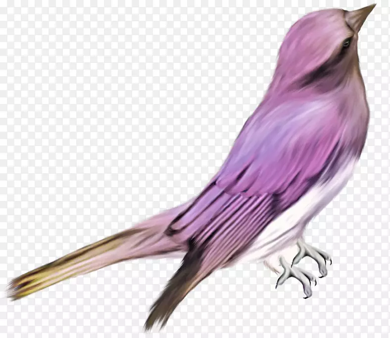 鸟类摄影剪贴画-紫色鸟类材料自由拉