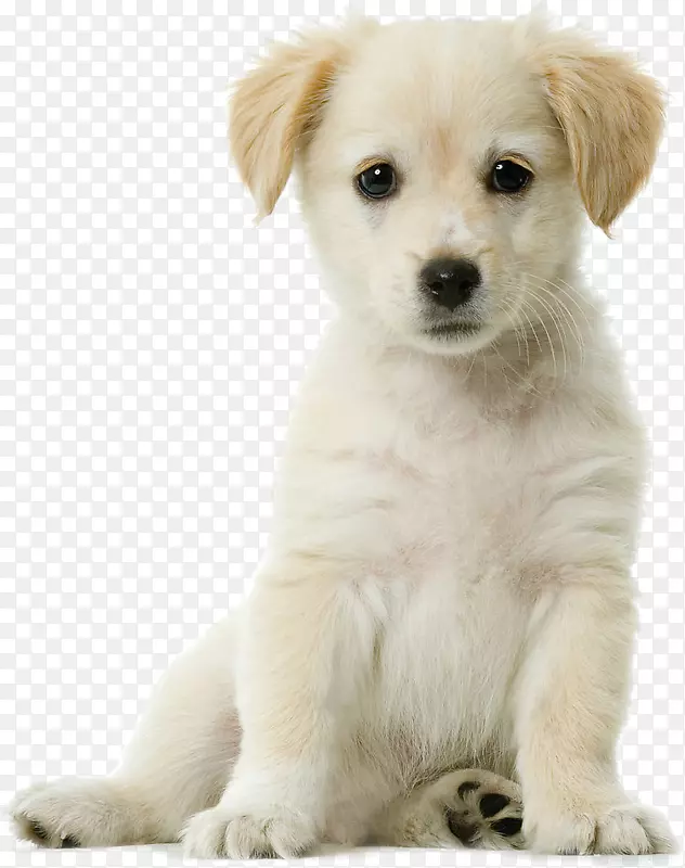 金毛猎犬西伯利亚哈士奇小狗可爱宠物狗