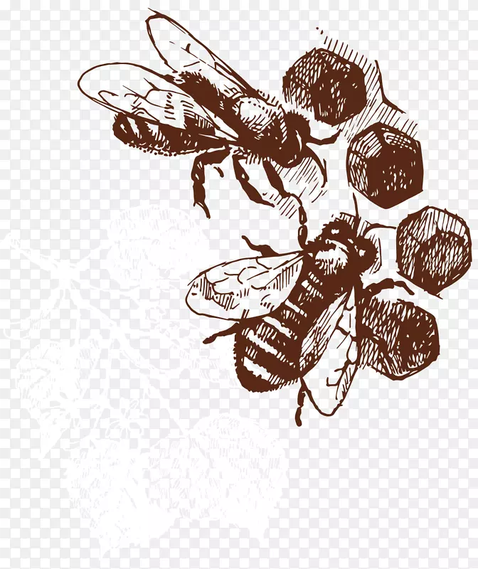 蜜蜂蜂巢夹艺术.手绘小蜜蜂载体