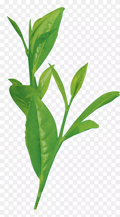 叶植物茎枝种-茶树
