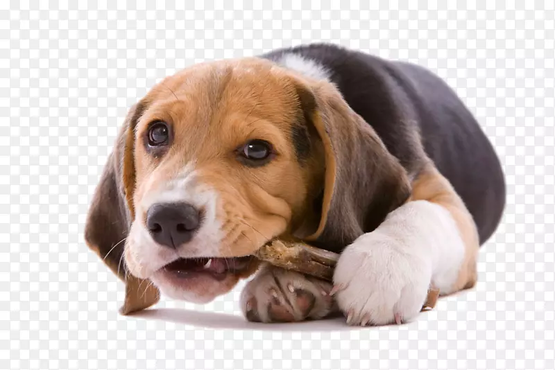 Beagle你的小狗咀嚼玩具肚子小狗