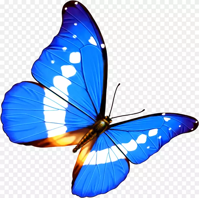 蝴蝶透明半透明安卓-蝴蝶