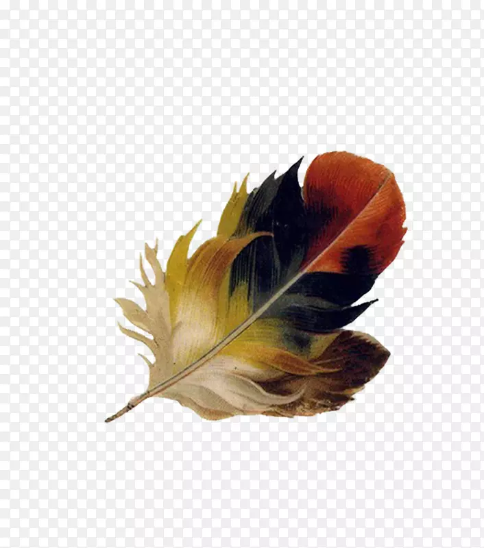 羽毛绘画艺术-美丽的彩色羽毛