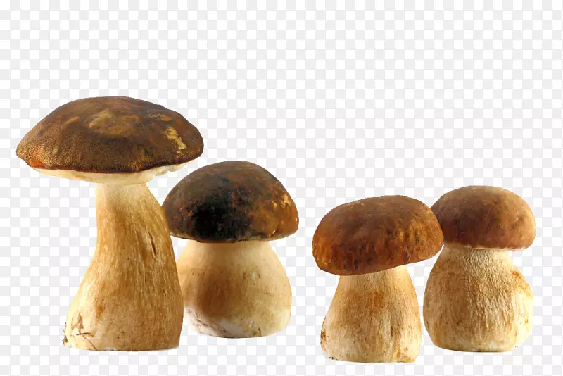 牛肝菌食用菌普通蘑菇鲜菇