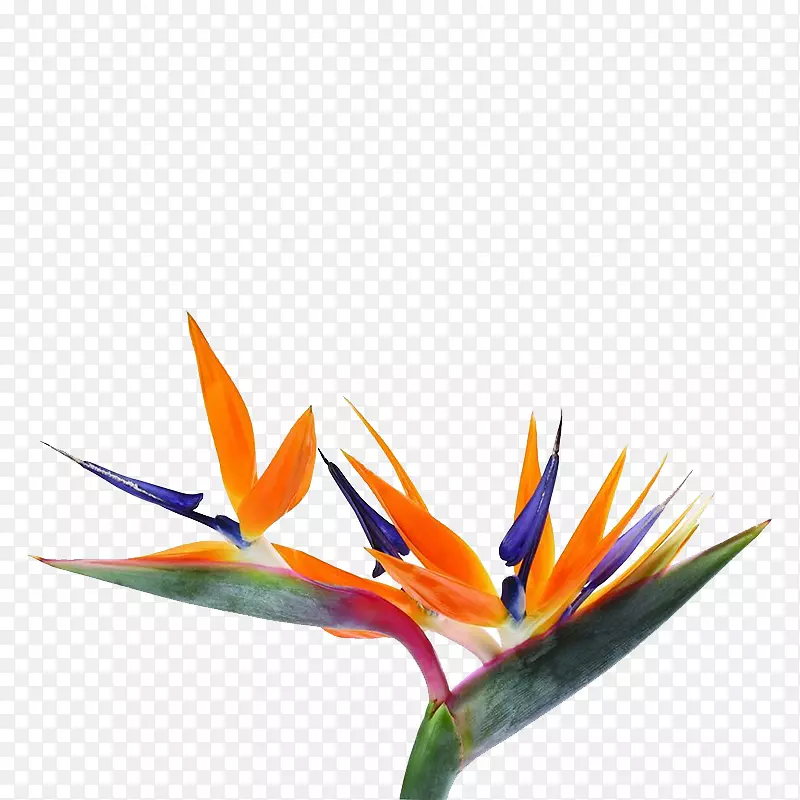 雷公藤属-天堂鸟花籽-独特的形状花束
