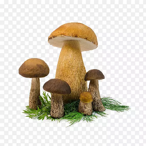 蘑菇草-蘑菇之上的草