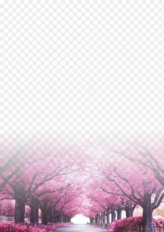樱花树干-樱桃背景