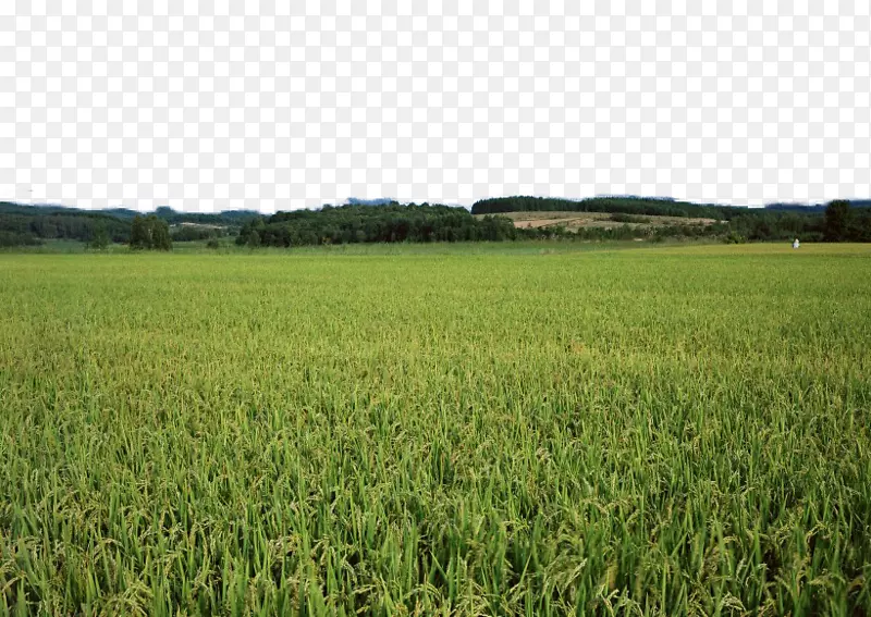 谷物水田收获-绿色稻田