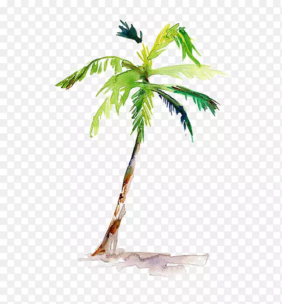 水彩画槟榔科绘画椰子树