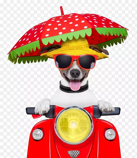杰克罗素猎犬小狗滑板车摩托车摄影-狗车