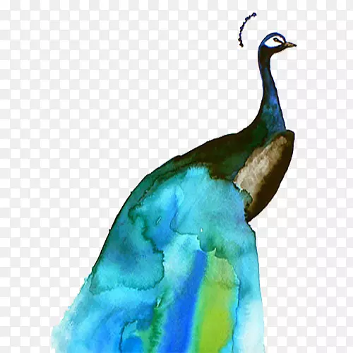 鸟类水彩画纸插图.蓝色水彩画孔雀