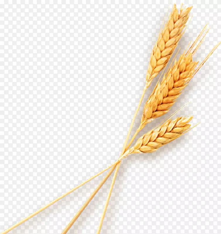 小麦麻袋-三粒小麦