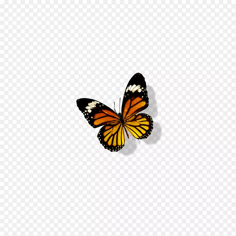 帝王蝴蝶透明度和半透明蝴蝶