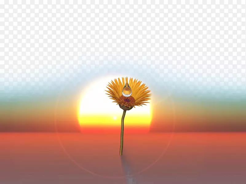 德兰士瓦菊花能量，阳光，天空壁纸-美丽的沙漠形象