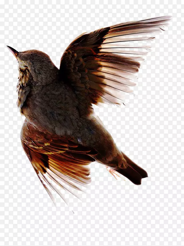 鸟类飞行羽毛图片-鸟，飞，漂亮，羽毛