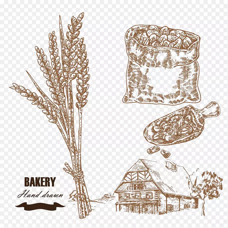 绘制小麦谷物插图.小麦农场插图