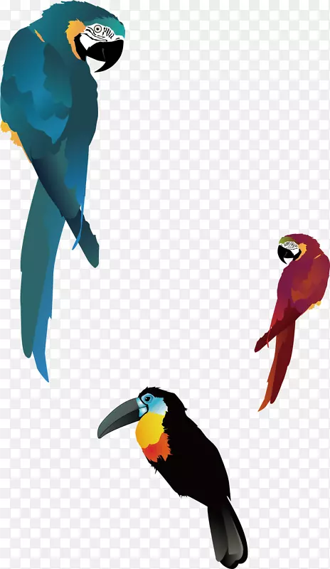鸟真鹦鹉-鹦鹉，卡通鹦鹉，鸟类元素