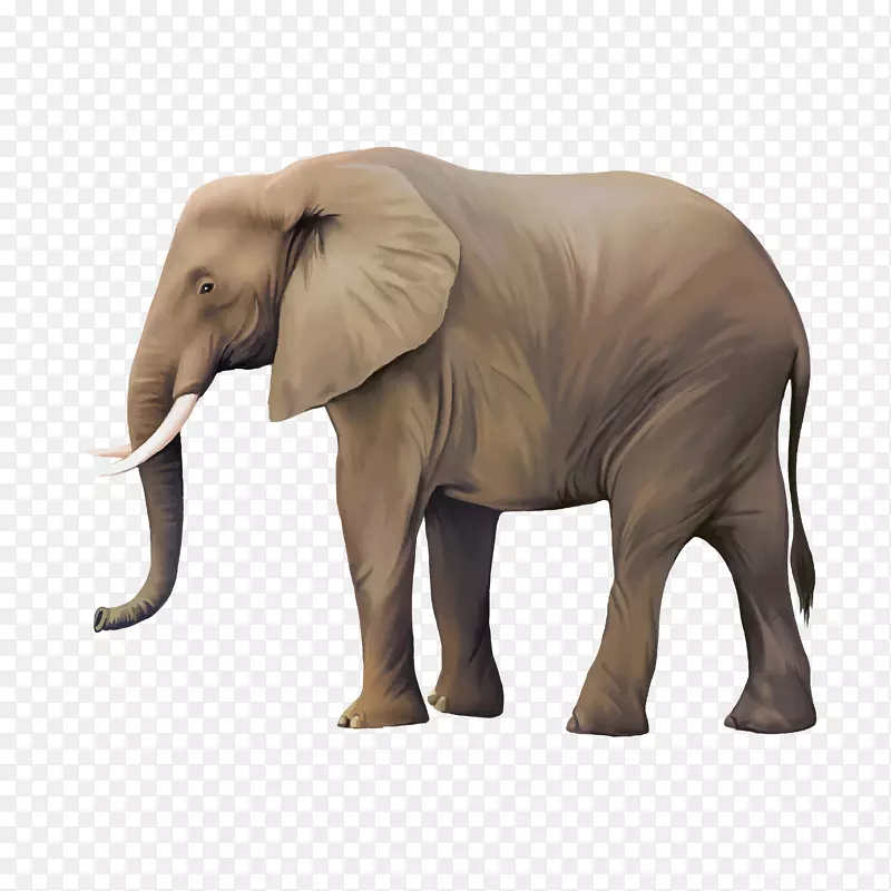 动物插图-真象
