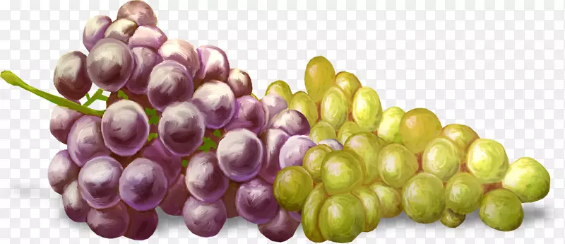 巨峰葡萄水果-手绘葡萄