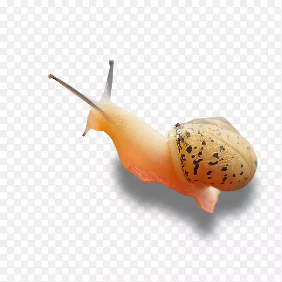蜗牛-蜗牛