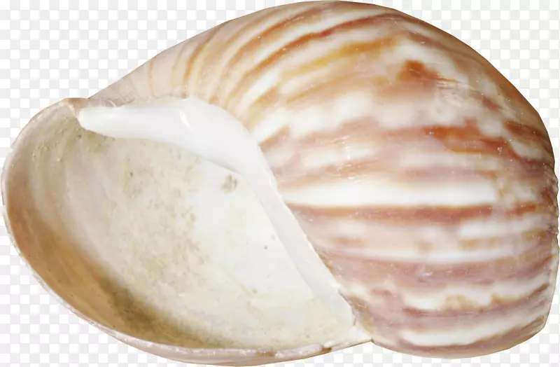 贝壳合流学蛤夹艺术-海螺