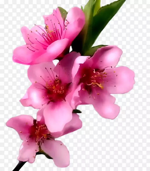 纸粉色花-桃红色花