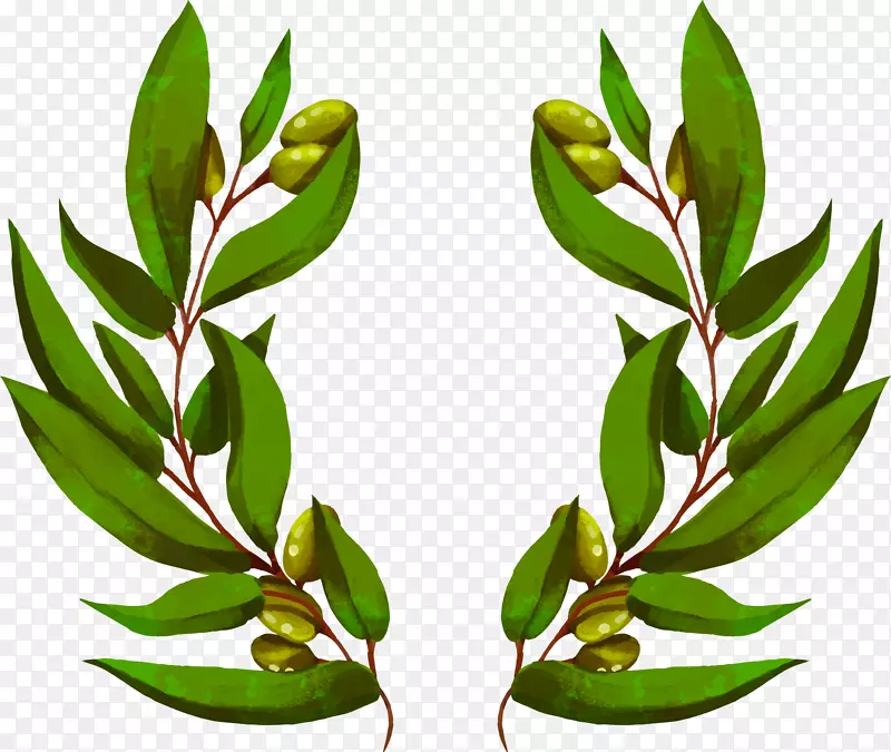 花束壁纸手绘橄榄枝