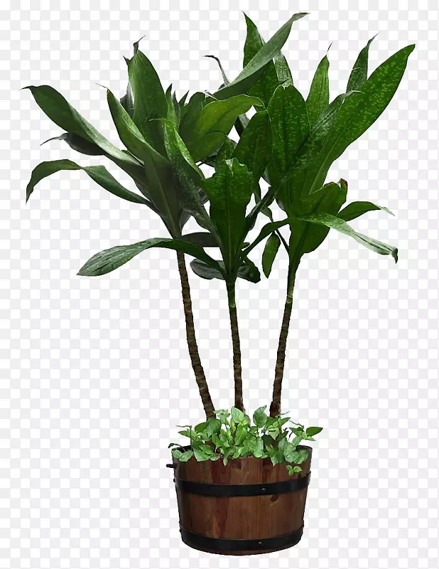 室内植物花盆观赏植物-三铁也门
