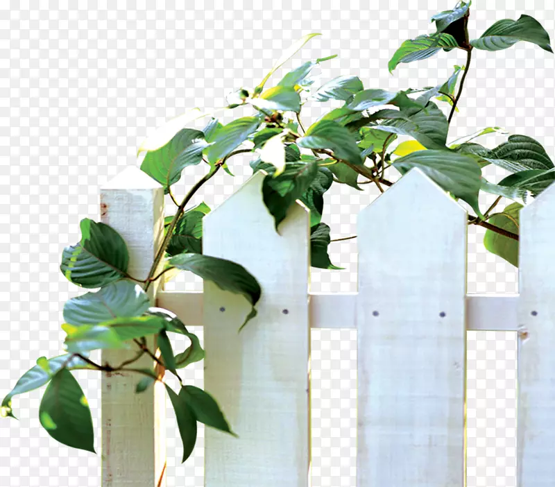 葡萄叶花盆-白色植物围栏
