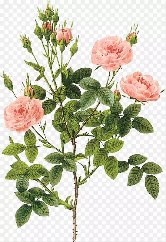 印花玫瑰花植物插图植物海报玫瑰粉红色花束