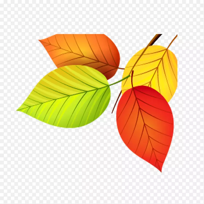 秋叶颜色-彩色叶子