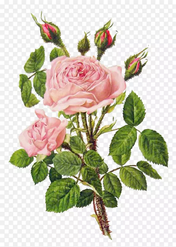 玫瑰花图案图-粉红色牡丹花束