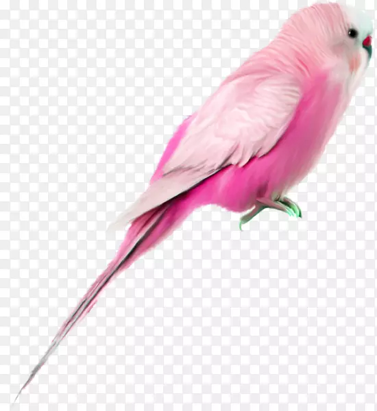 蜂鸟加拉赫画-粉红鹦鹉